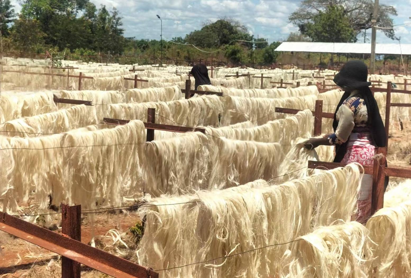 Fiber extraction site 4